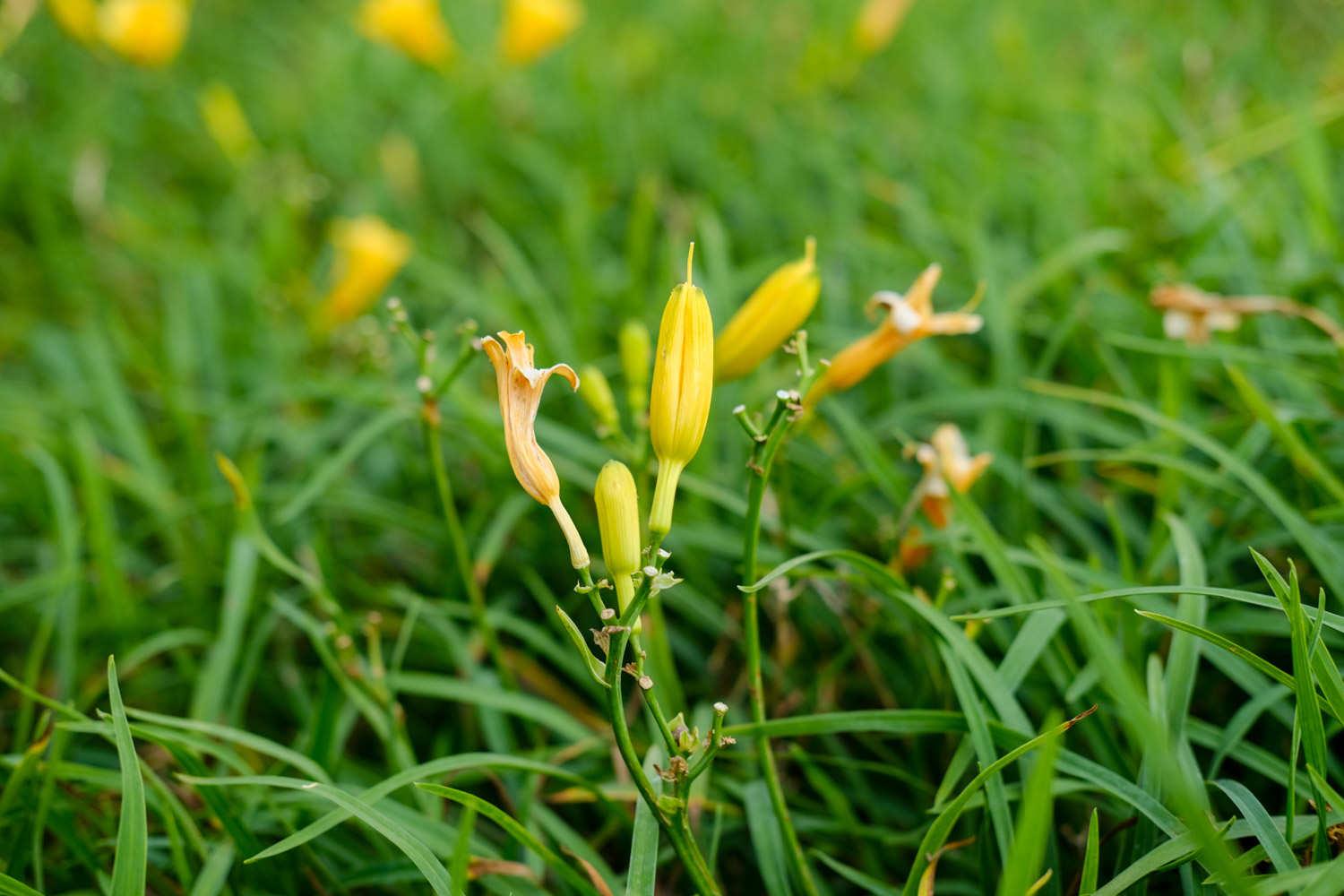 Hemerocallis fulva