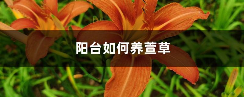 How to grow day lilies on the balcony, what should you pay attention to