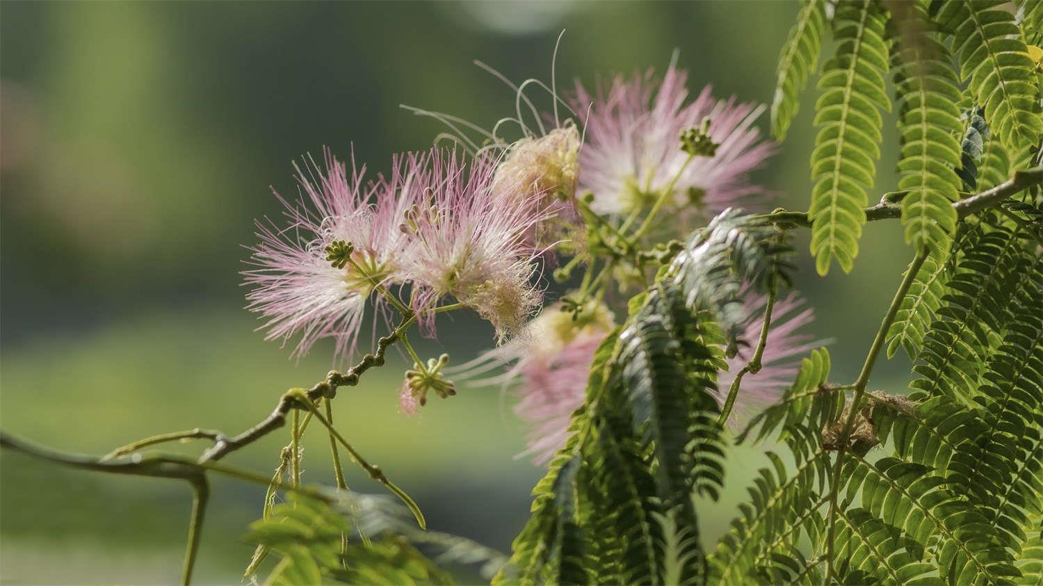 Albizia Julibrissin