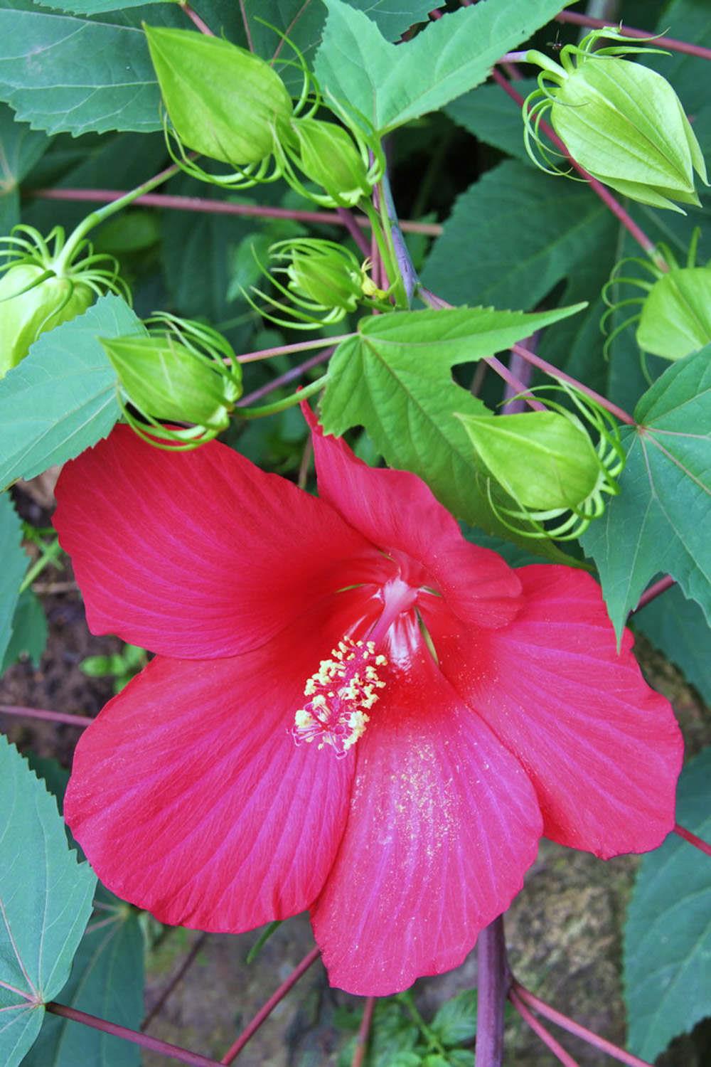 Hibiscus