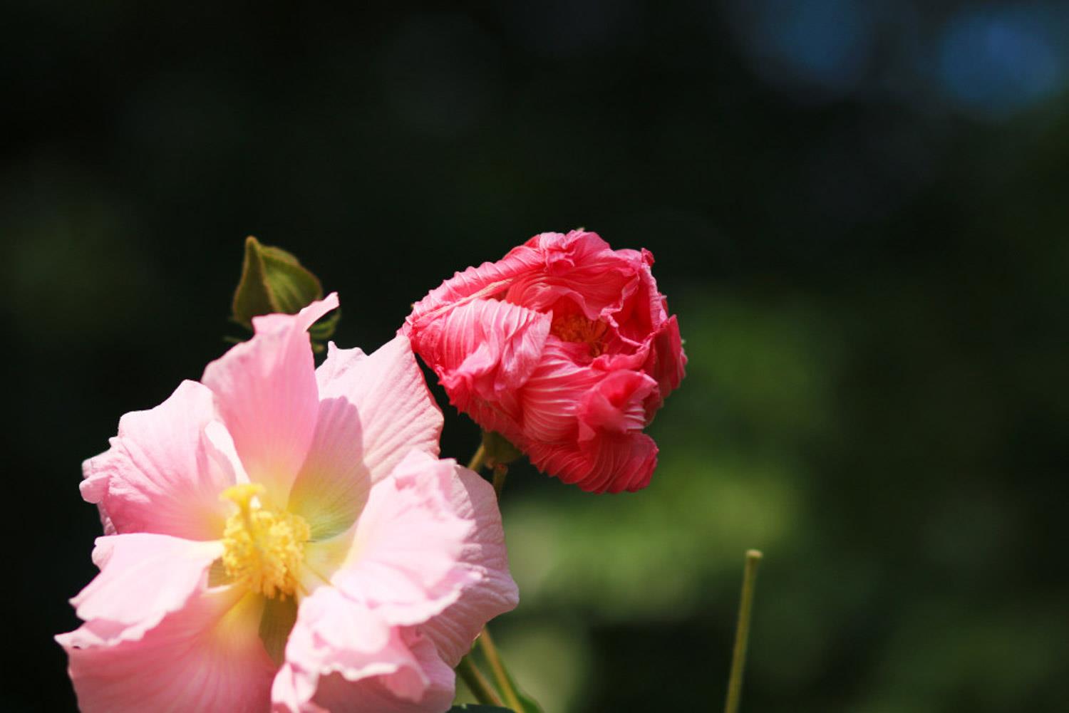 Wood Hibiscus