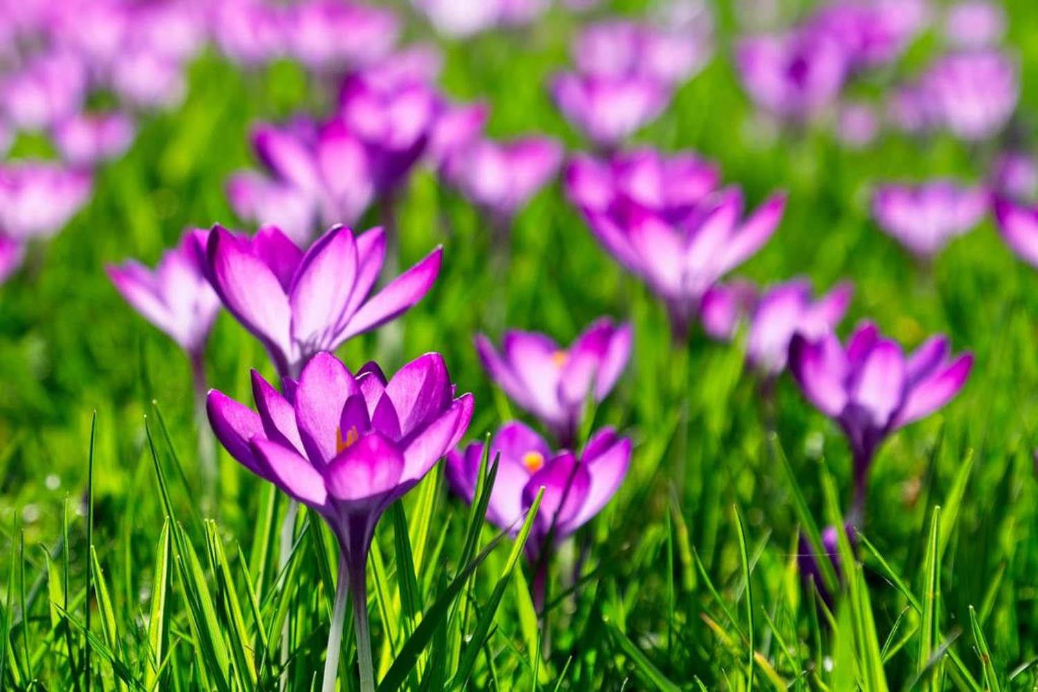 Crocus