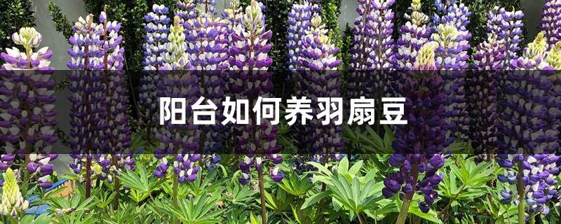 How to grow lupins on the balcony, what should you pay attention to