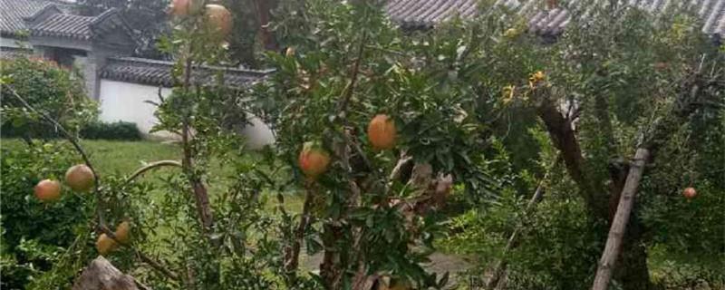 Persimmon farming methods and precautions