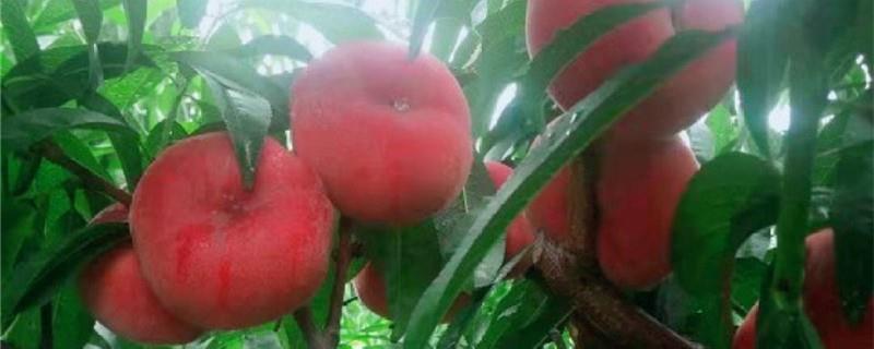 Pan Peach Breeding Methods and Precautions