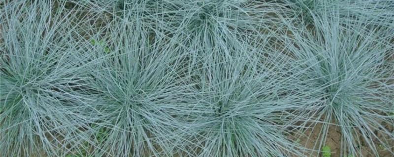 Blue fescue breeding methods and precautions