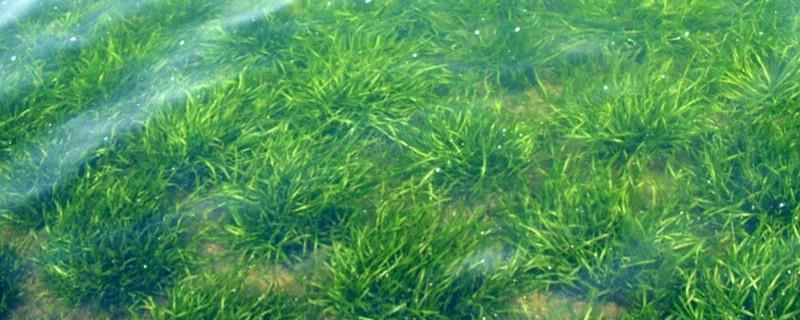 Vallisneria cultivation methods and precautions