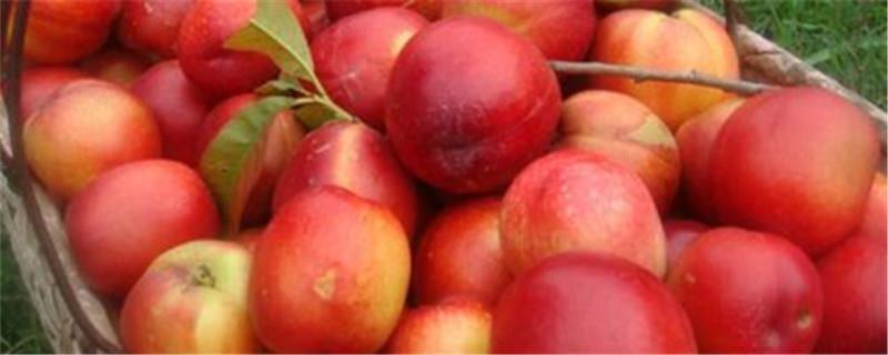 Nectarine farming methods and precautions