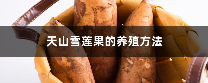 Tianshan yacon cultivation methods and precautions