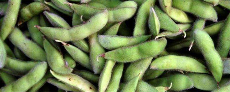 Cultivation methods and precautions of edamame