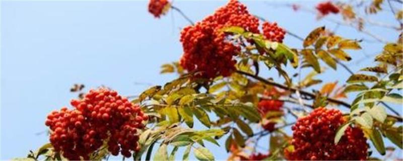 Cultivation methods and precautions of rowan