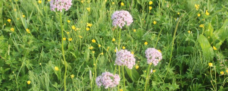 Valerian cultivation methods and precautions