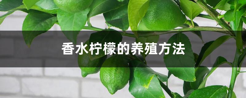 Perfume Lemon Cultivation Methods and Precautions