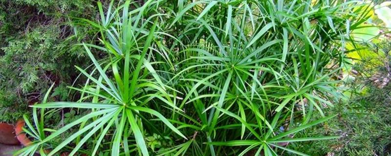 Umbrella grass cultivation methods and precautions