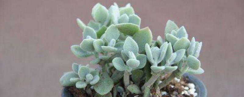 Thousand Rabbit Ears Breeding Methods and Precautions