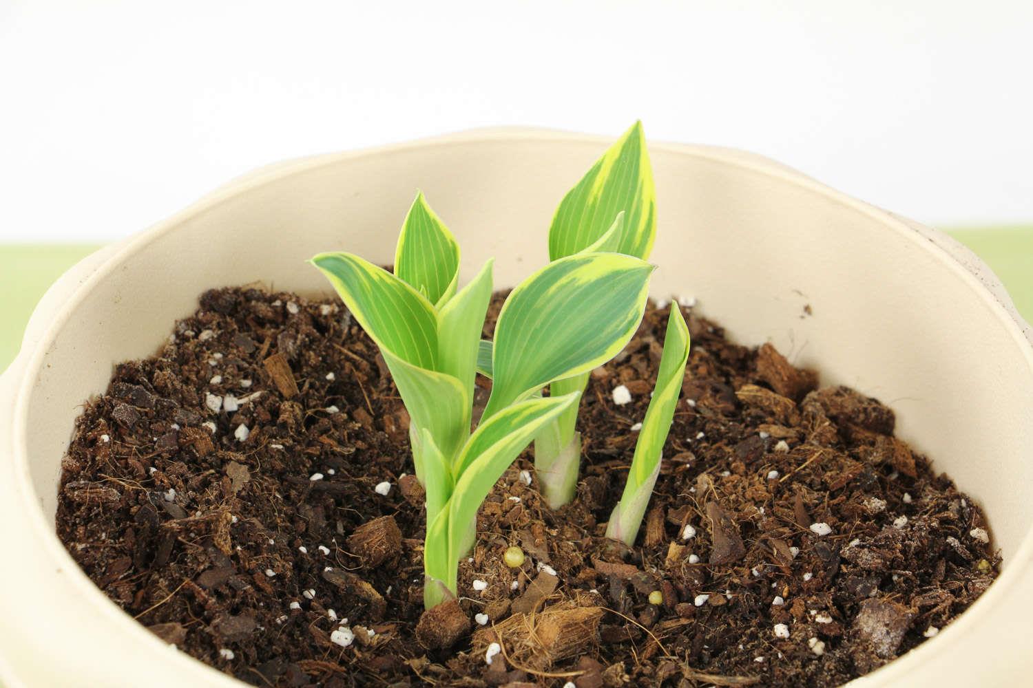 Jade Hosta