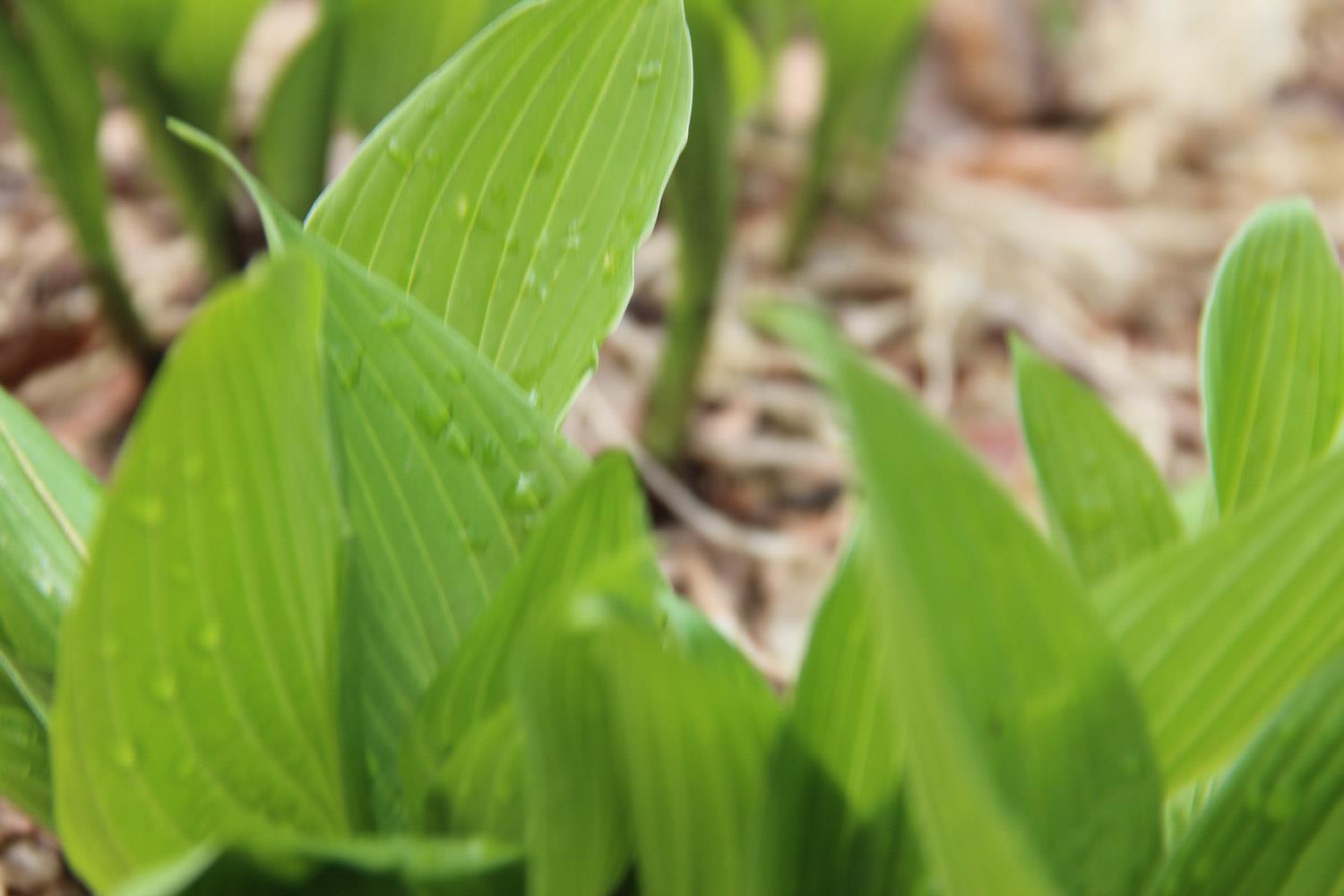 Jade Hosta