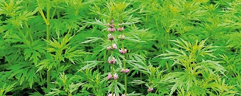 Leonurus cultivation methods and precautions