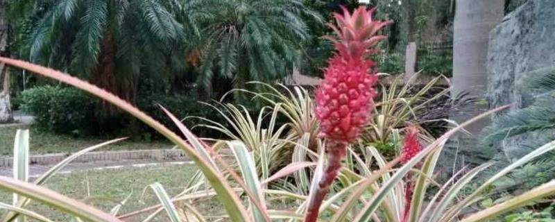 Pineapple breeding methods and precautions