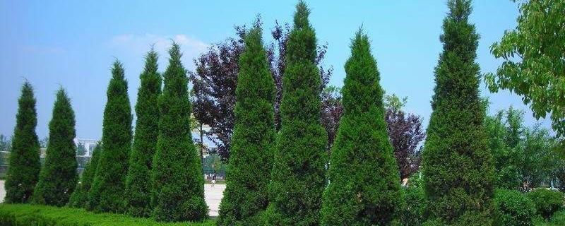 Long cypress cultivation methods and precautions