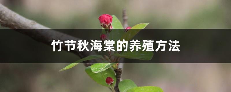 Bamboo Begonia cultivation methods and precautions