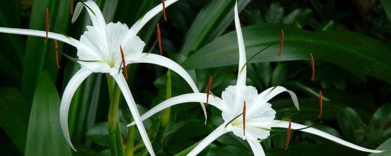 Spider Orchid Cultivation Methods and Precautions