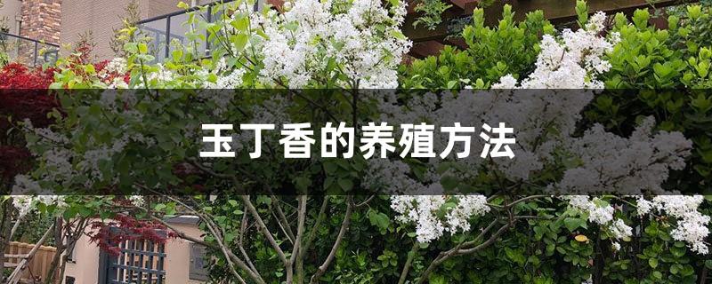 Cultivation methods and precautions of jade lilac