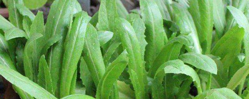 The cultivation methods and precautions of lettuce