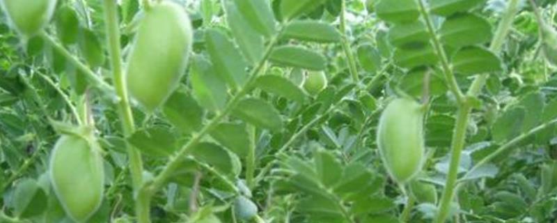 Chickpea farming methods and precautions