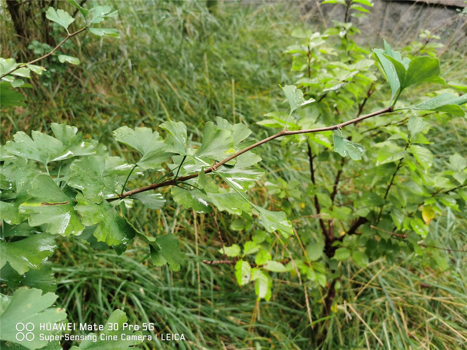 Ginkgo tree