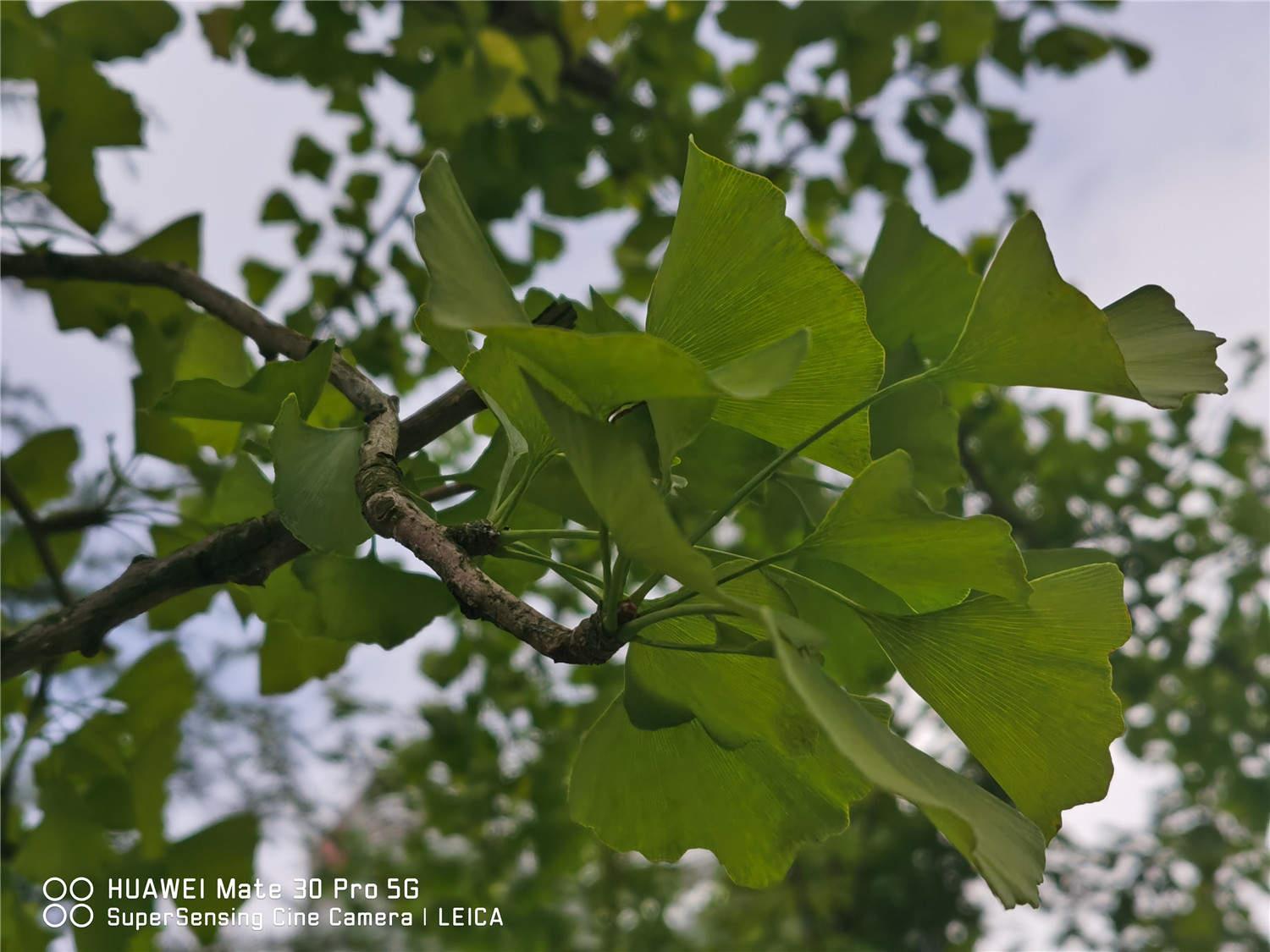 Ginkgo Tree