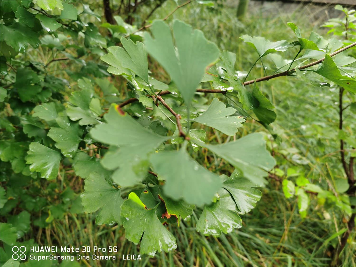 Ginkgo tree