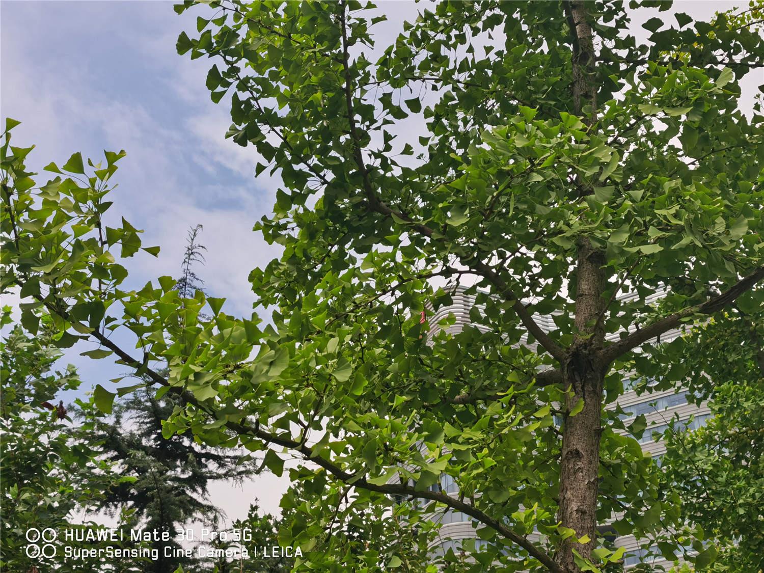 Ginkgo tree