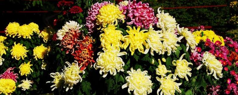 Cultivation methods and precautions for assorted chrysanthemums