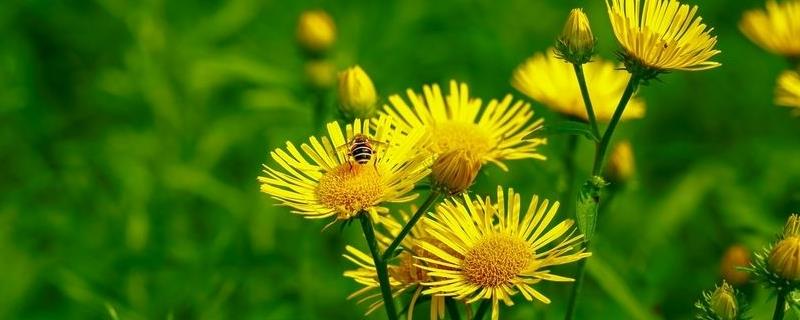 Cultivation methods and precautions for June chrysanthemums