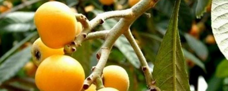 Loquat farming methods and precautions