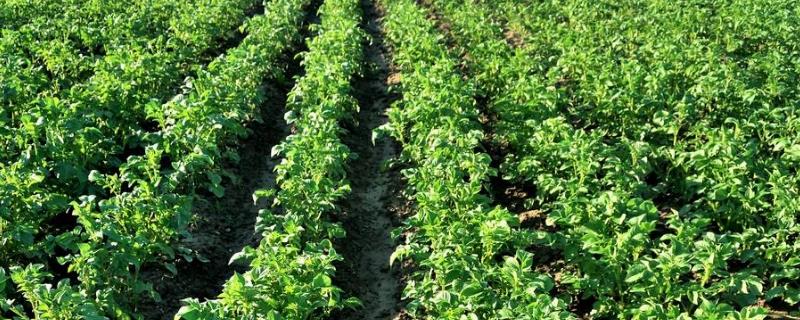 Potato farming methods and precautions