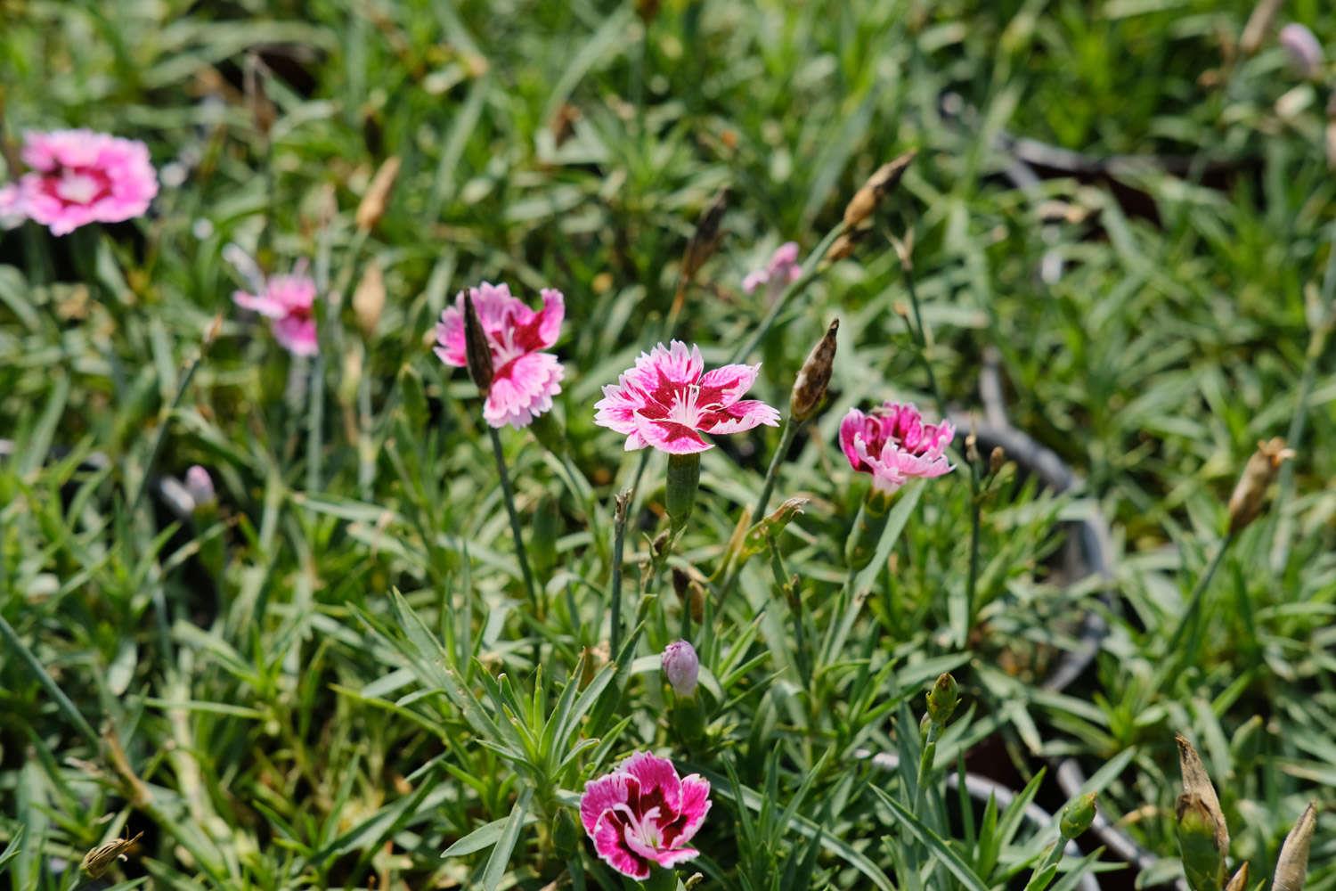 Dianthus