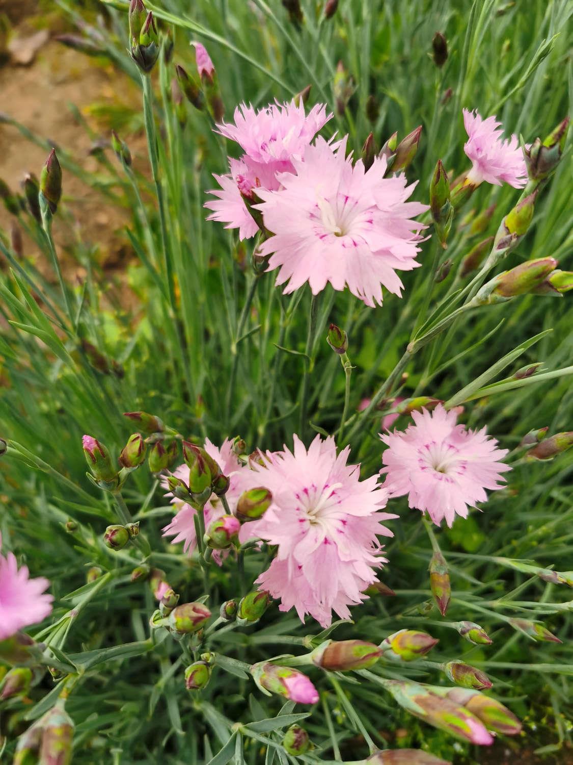 Dianthus