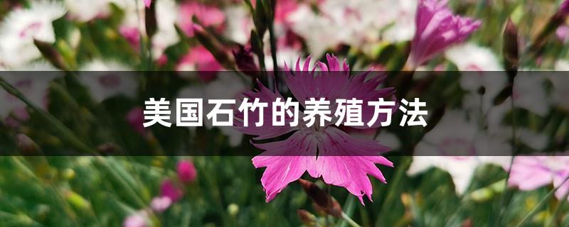 American Dianthus Cultivation Methods and Precautions