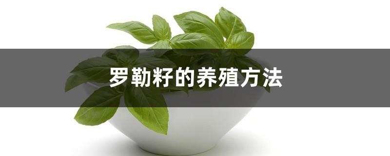 Cultivation methods and precautions of basil seeds