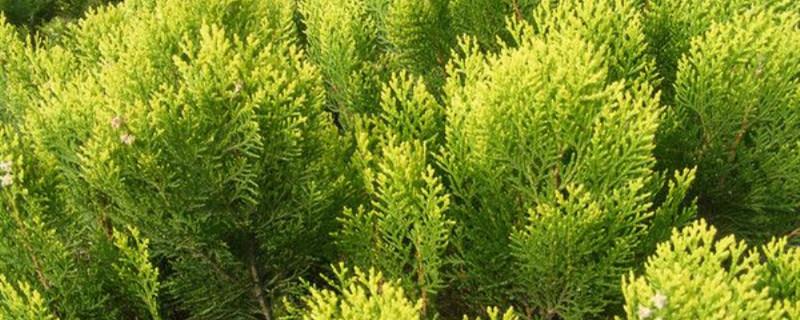 Cultivation methods and precautions of golden cypress