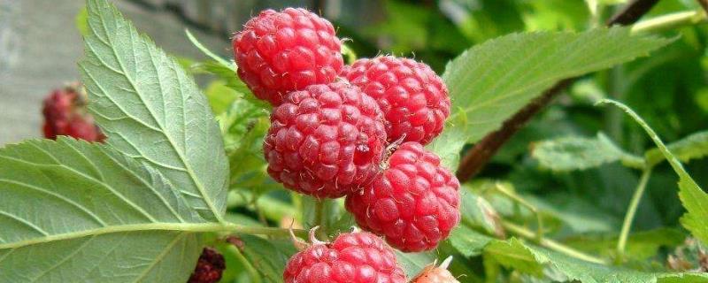 Raspberry cultivation methods and precautions