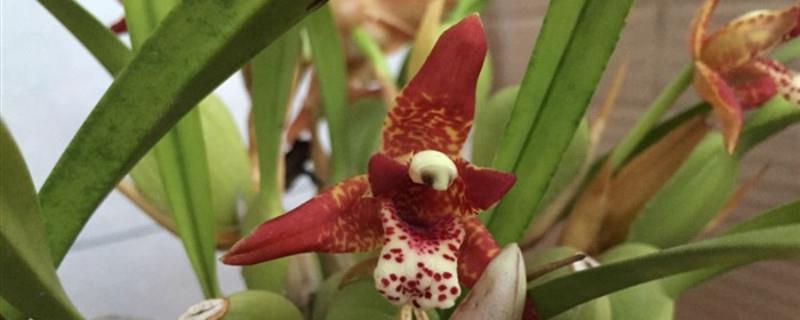 Cultivation methods and precautions for axillary orchid