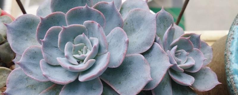 Echeveria cultivation methods and precautions