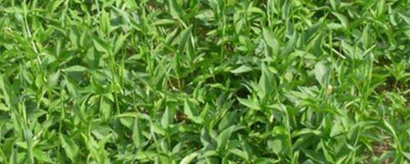 Cultivation methods and precautions for Pinellia ternata