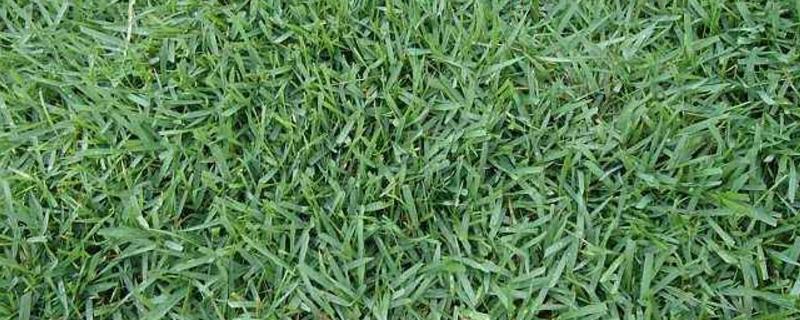 Zoysia grass cultivation methods and precautions