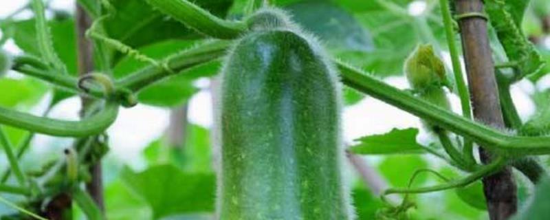 Cultivation methods and precautions of zucchini