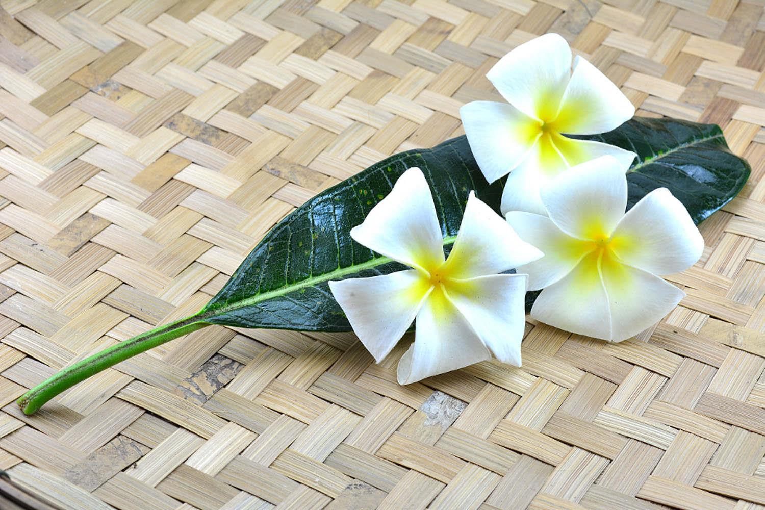 Plumeria