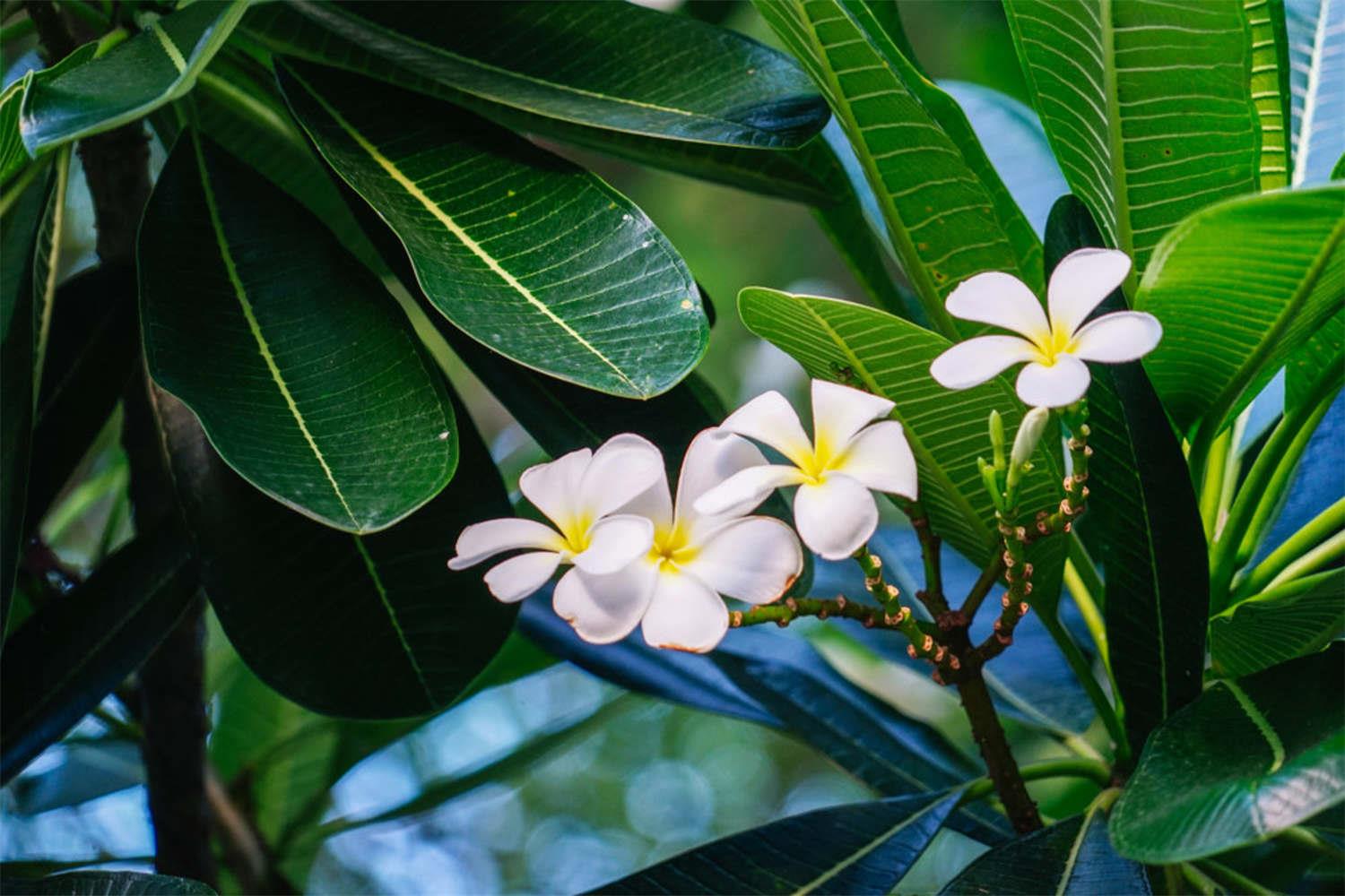 Plumeria